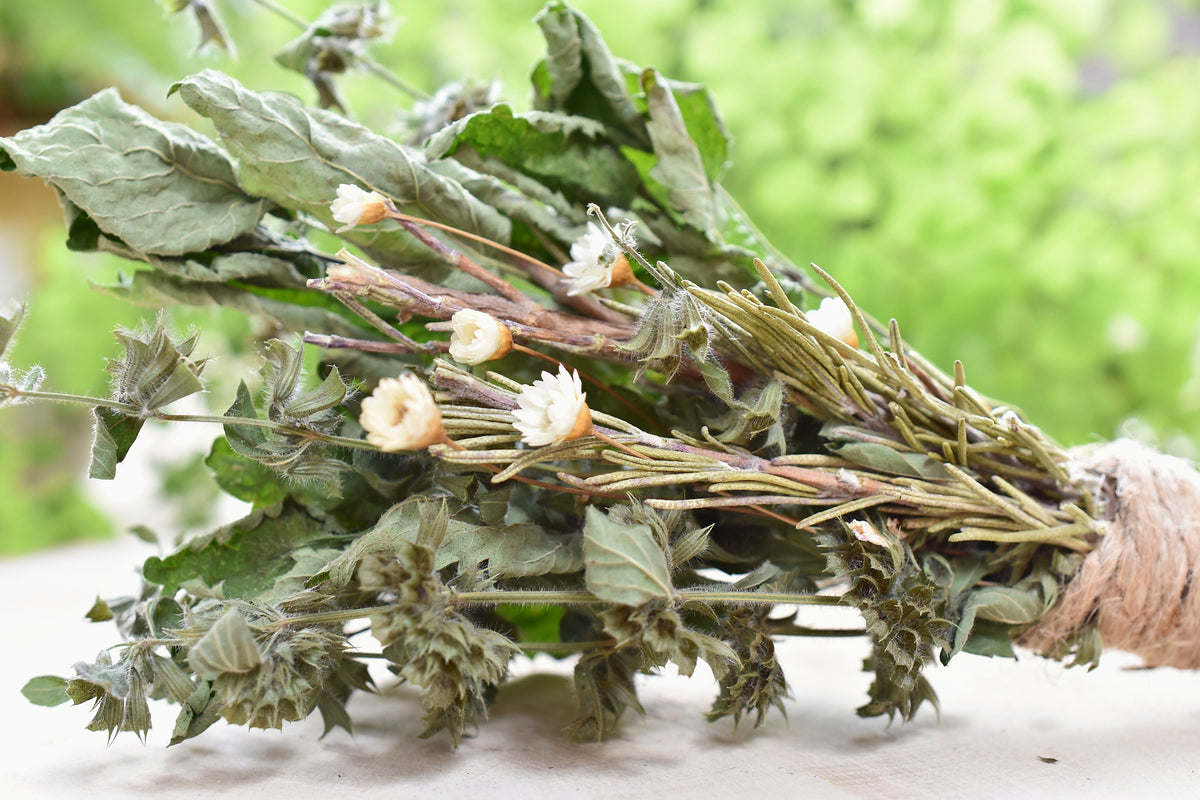 Sunwater botanical steam bundle with rosemary, lemon balm and star daisy.